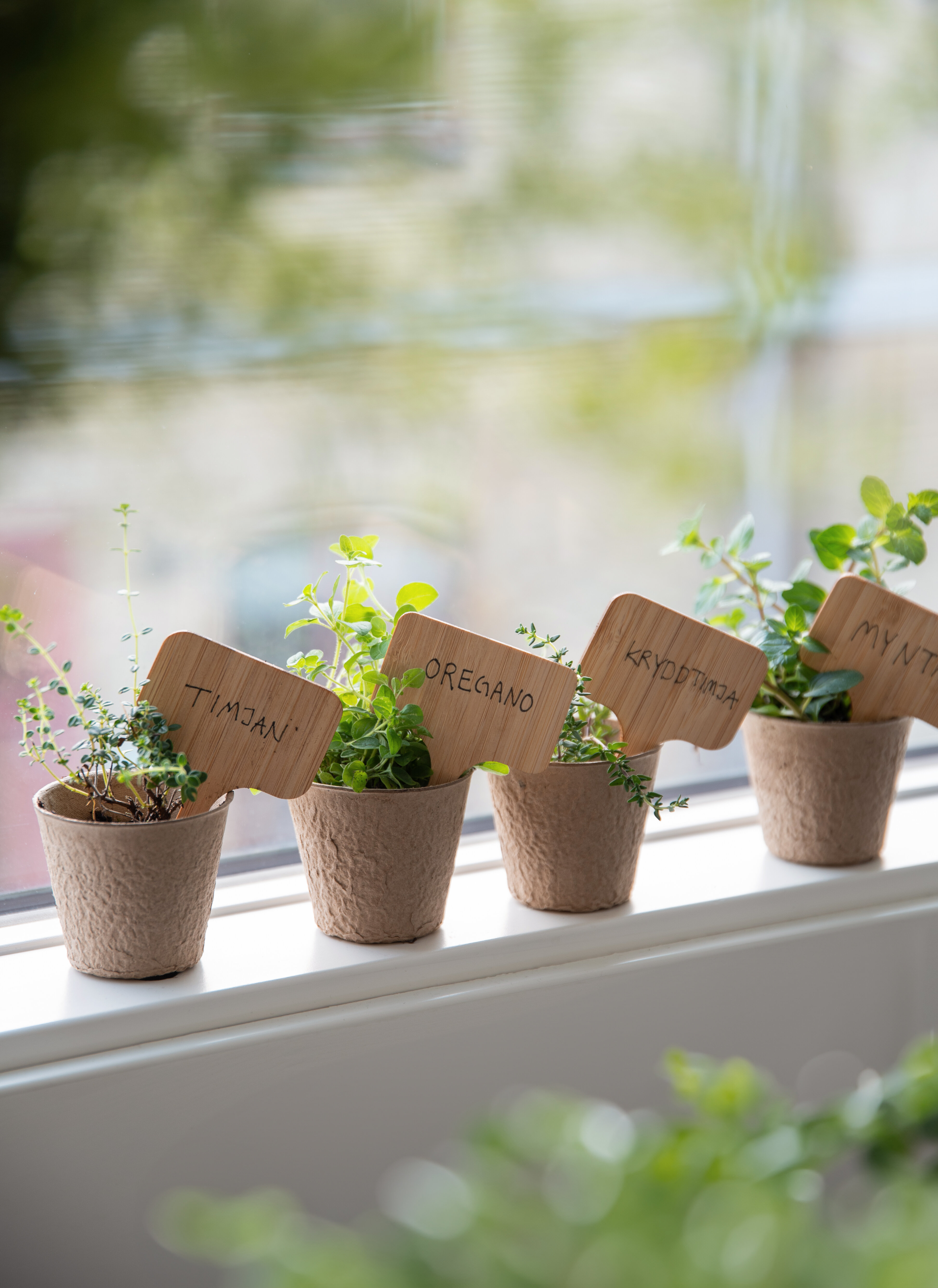 Kryddplantor i små krukor på en fönsterbräda, märkta med timjan, oregano, kryddtimjan och mynta.