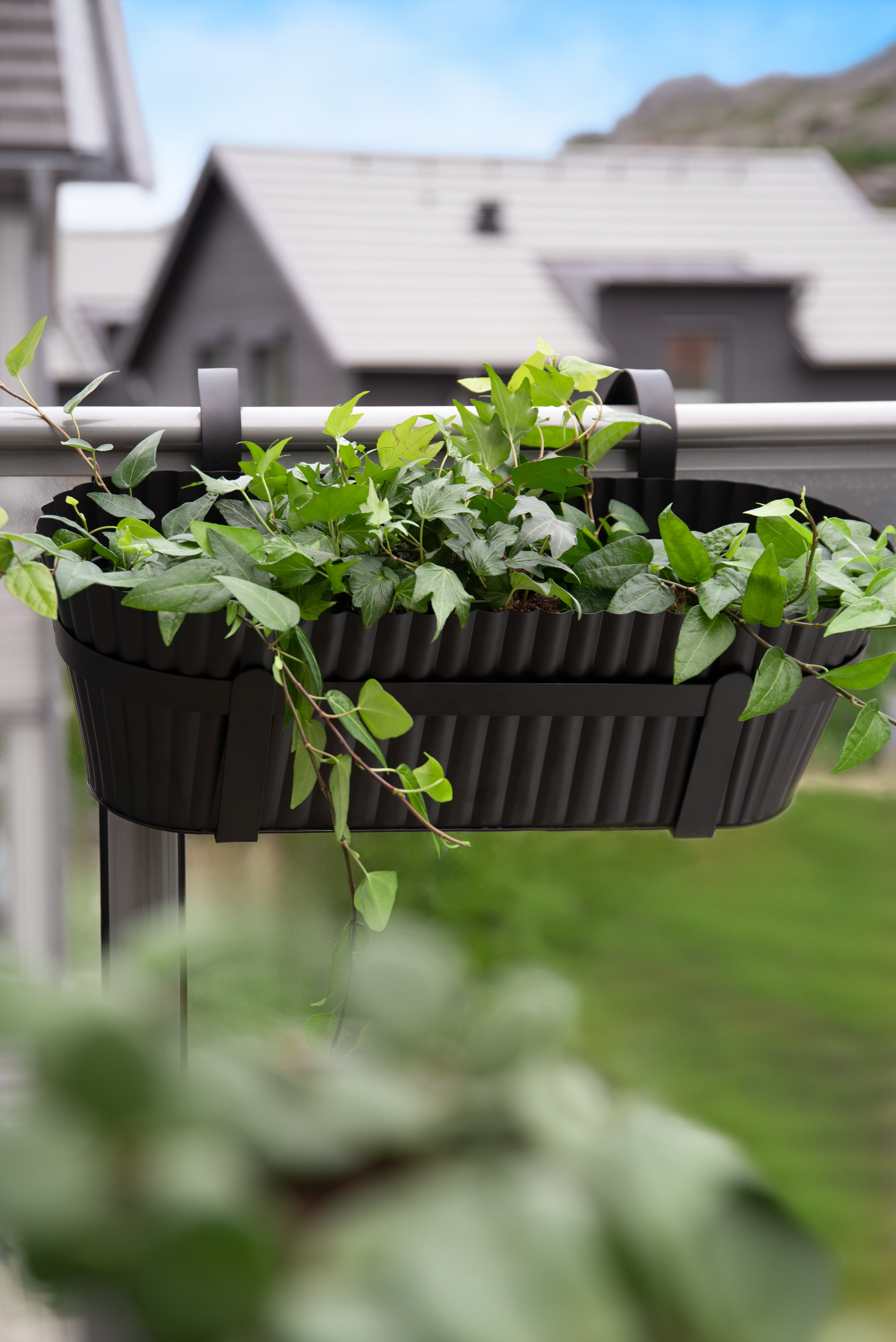Svart balkonglåda med gröna växter som hänger på räcke.