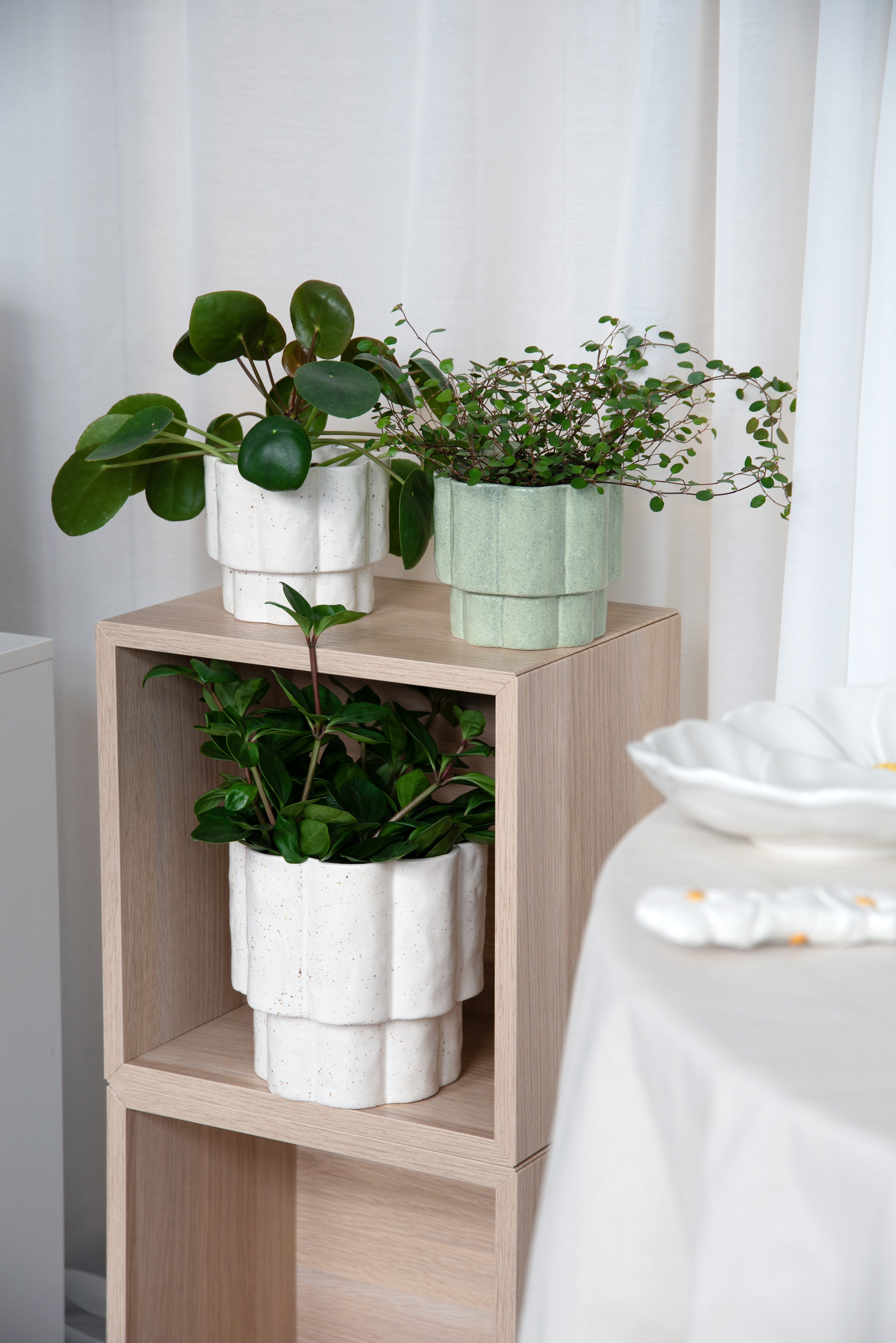 Krukväxter i olika krukor placerade på hyllplan i trä.