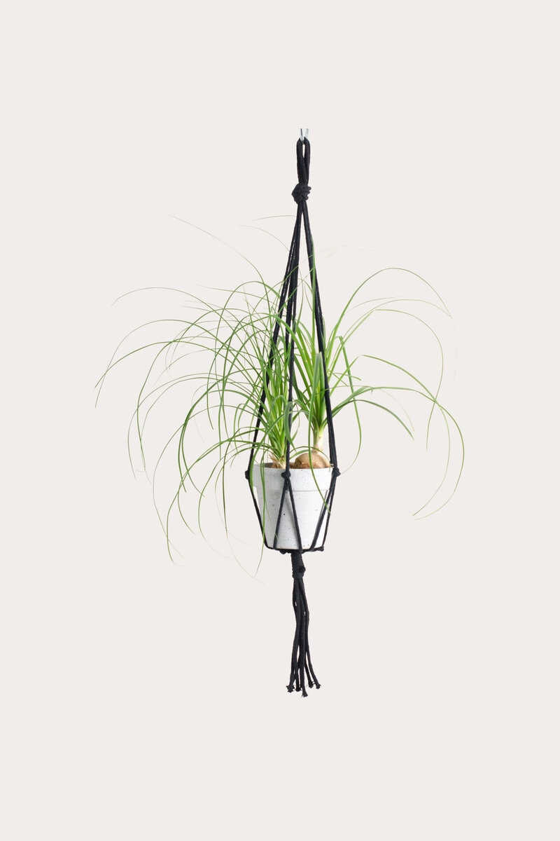 Ampel SHOESTRING Ampel SHOESTRING