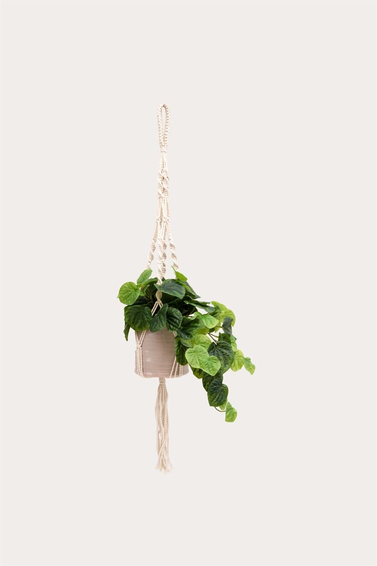 Product Image for Ampel Vira Natur