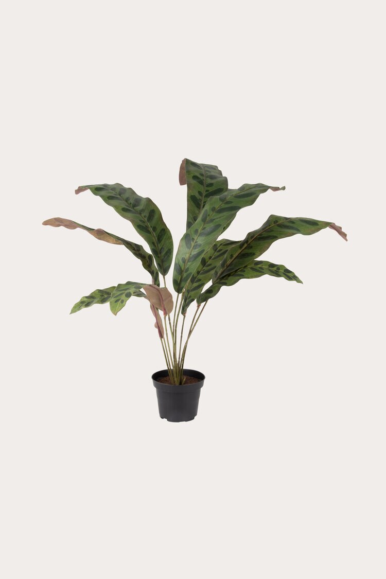 Product Image for Växt Calathea