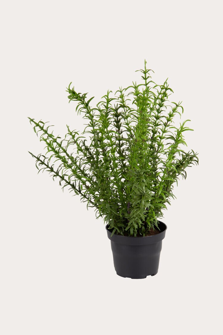 Product Image for Konstväxt Rosmarin