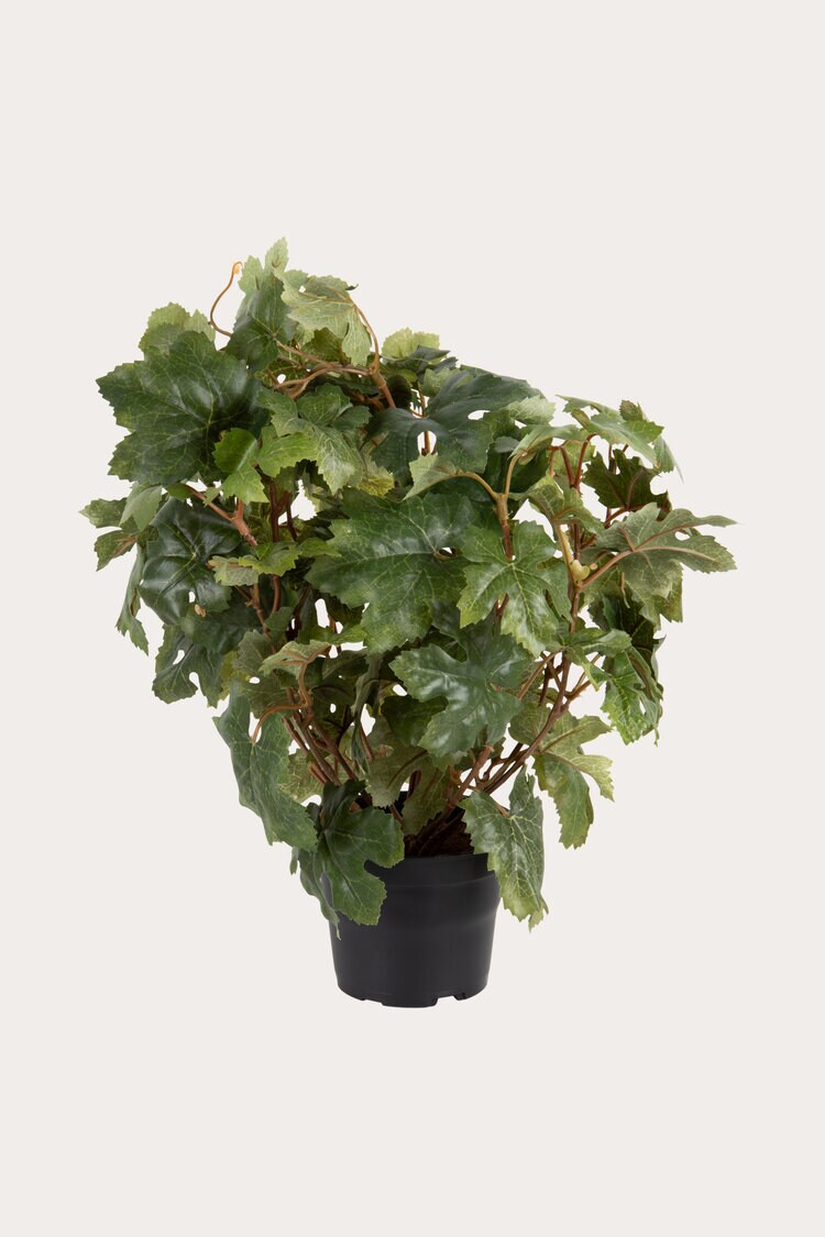 Product Image for Konstväxt Vin