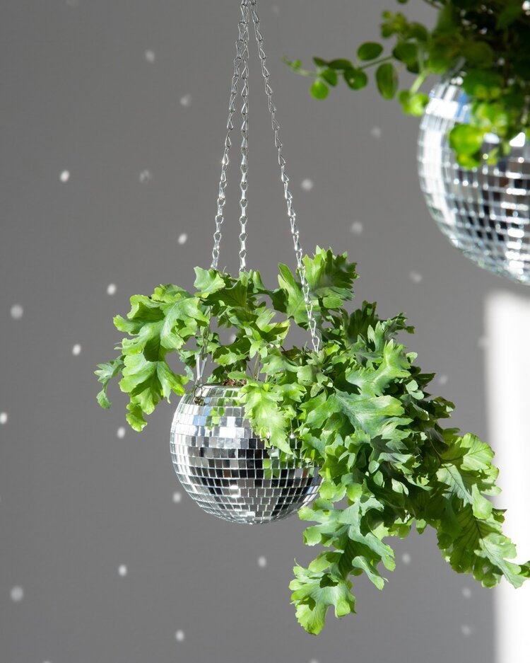 Product Image for Kruka Disco