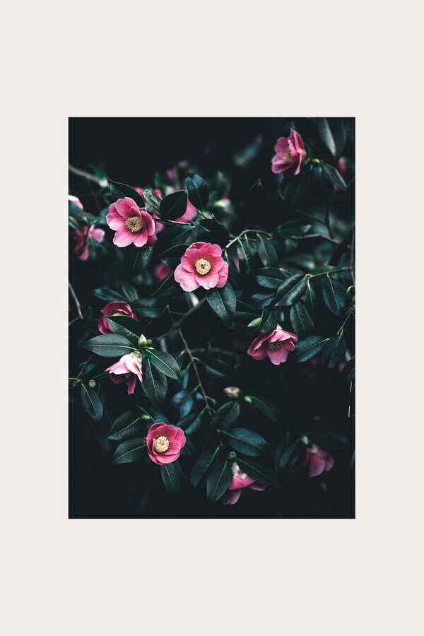 Vinröd badrumsmatta Vinröd badrumsmatta