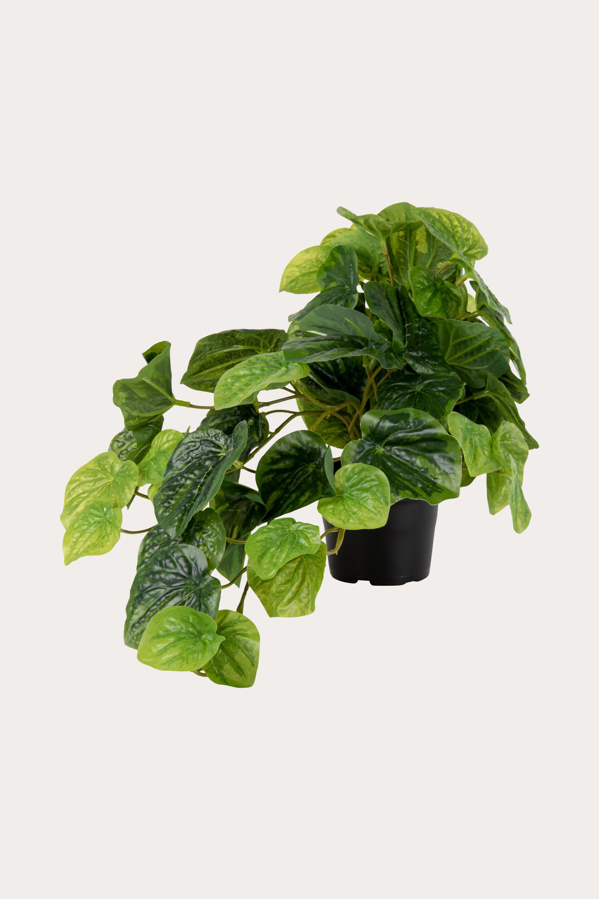 Växt PEPEROMIA