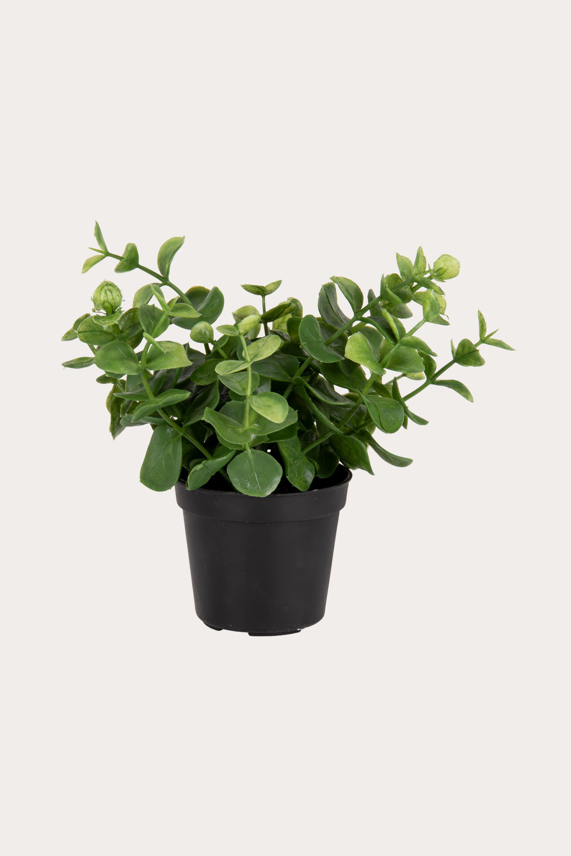 Växt EUCALYPTUS