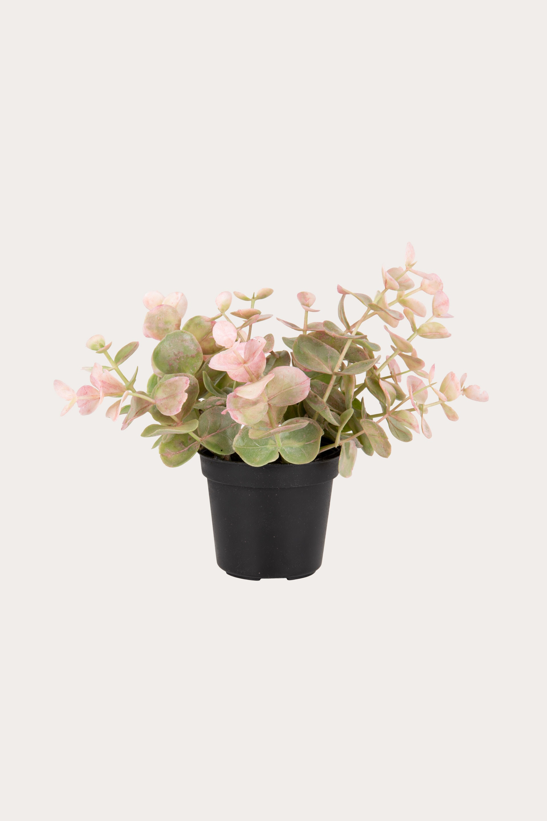 Växt EUCALYPTUS