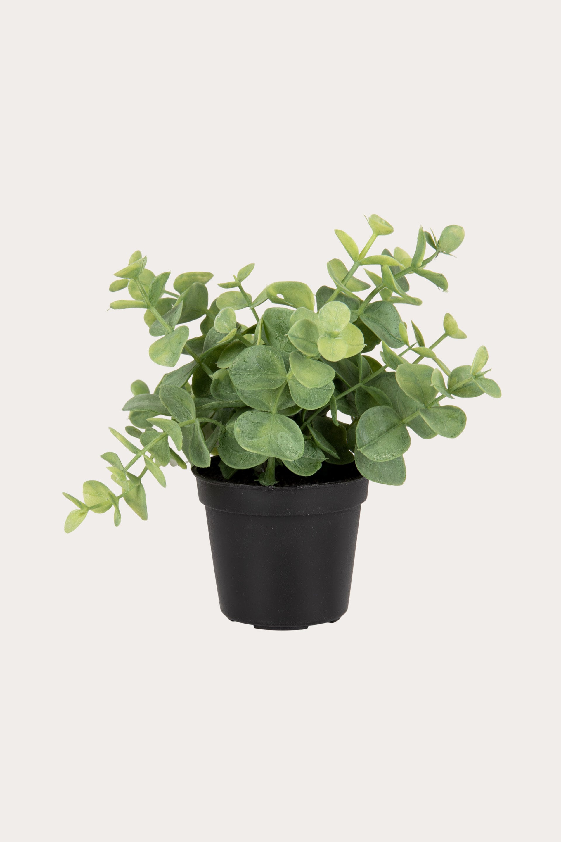 Växt EUCALYPTUS