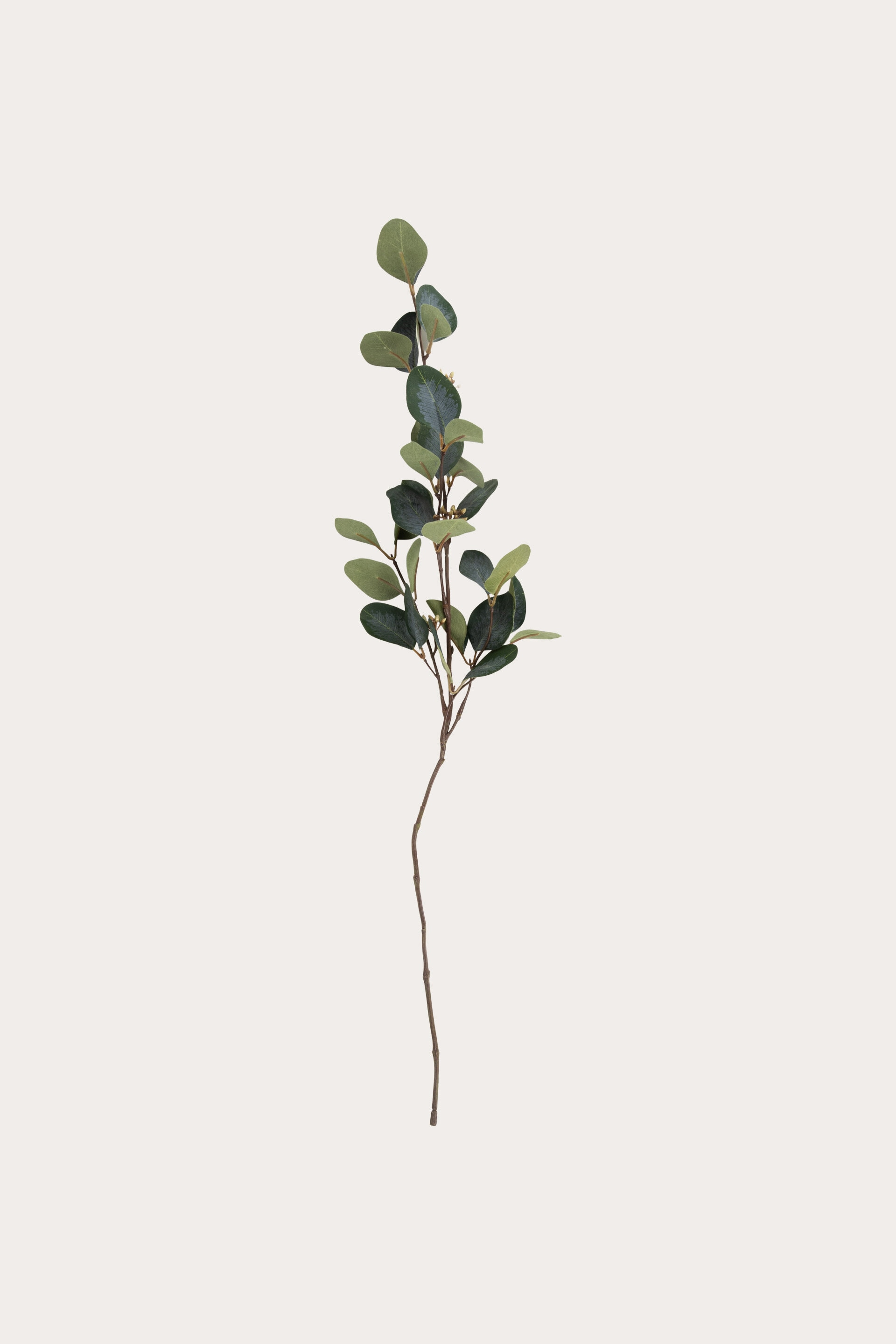 Eucalyptus KVIST 